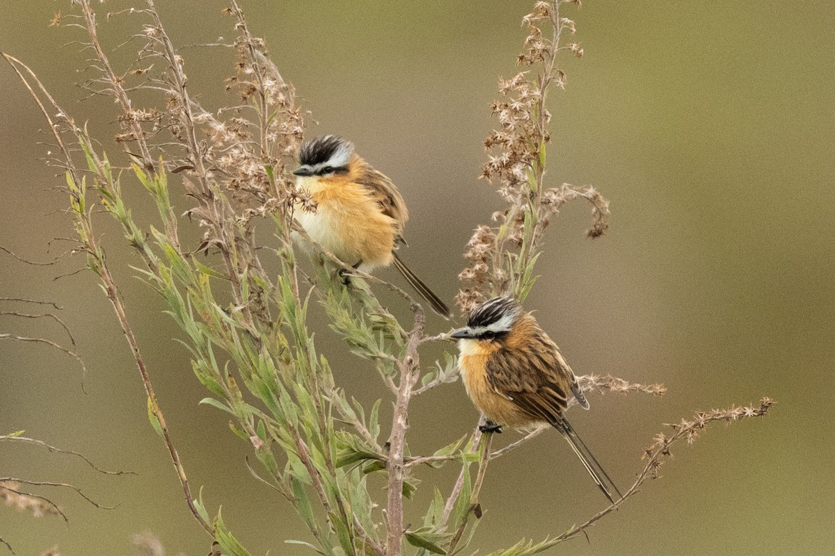 Sharp-tailed Tyrant - ML637335012