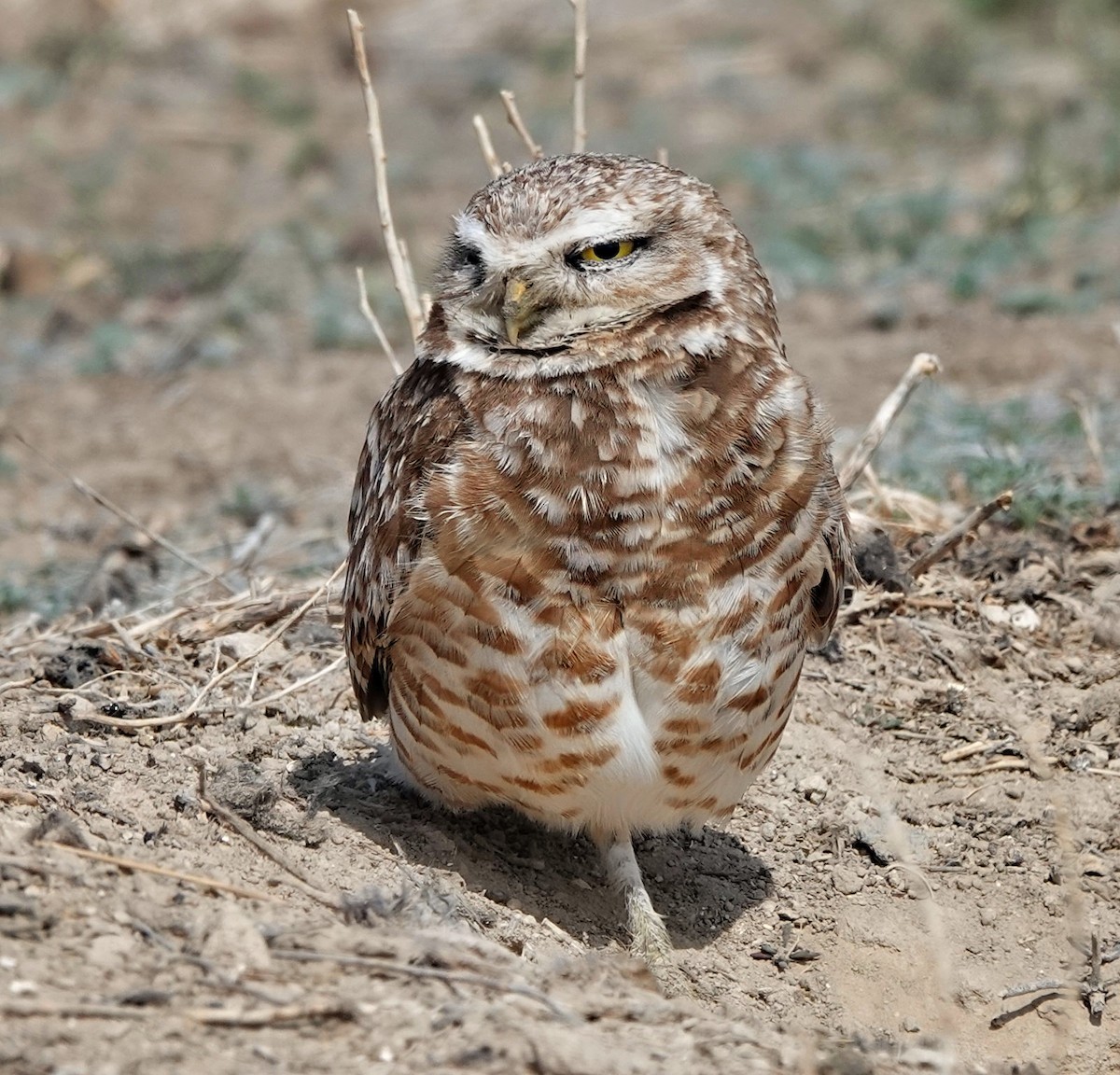 Burrowing Owl - ML637335036