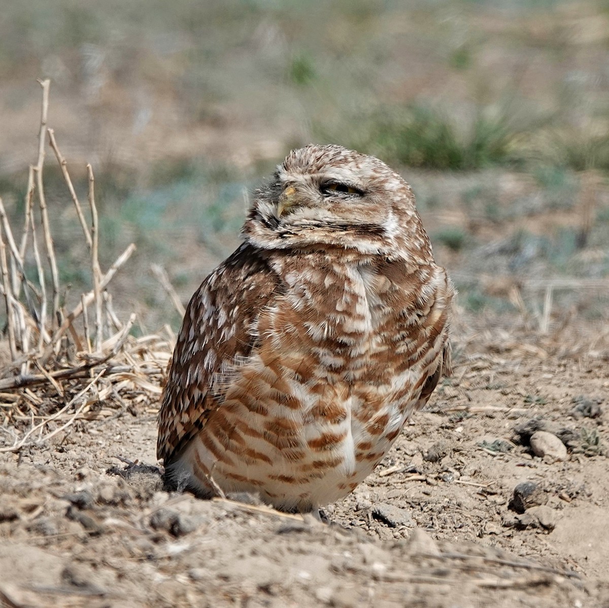 Burrowing Owl - ML637335037