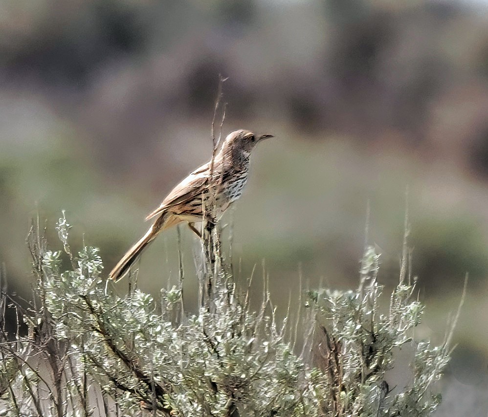 Sage Thrasher - ML637335051