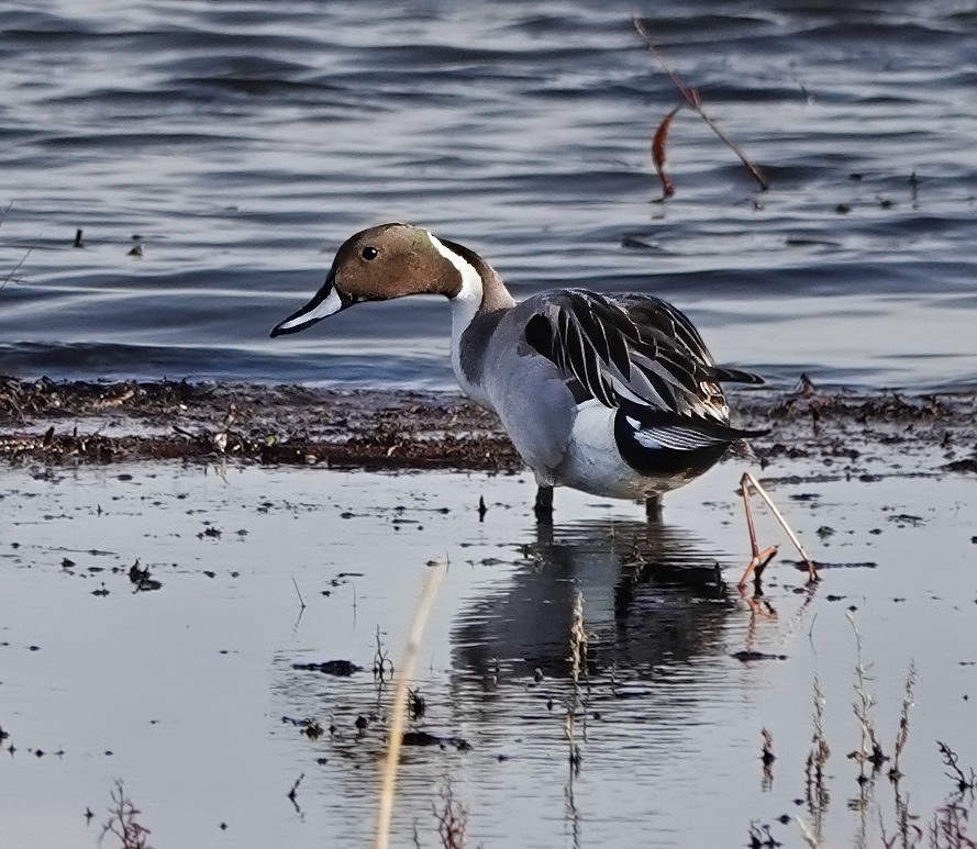 Northern Pintail - ML637335066