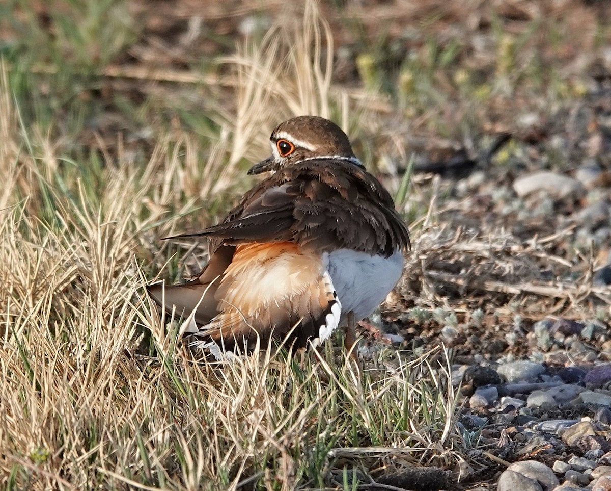 Killdeer - ML637335077