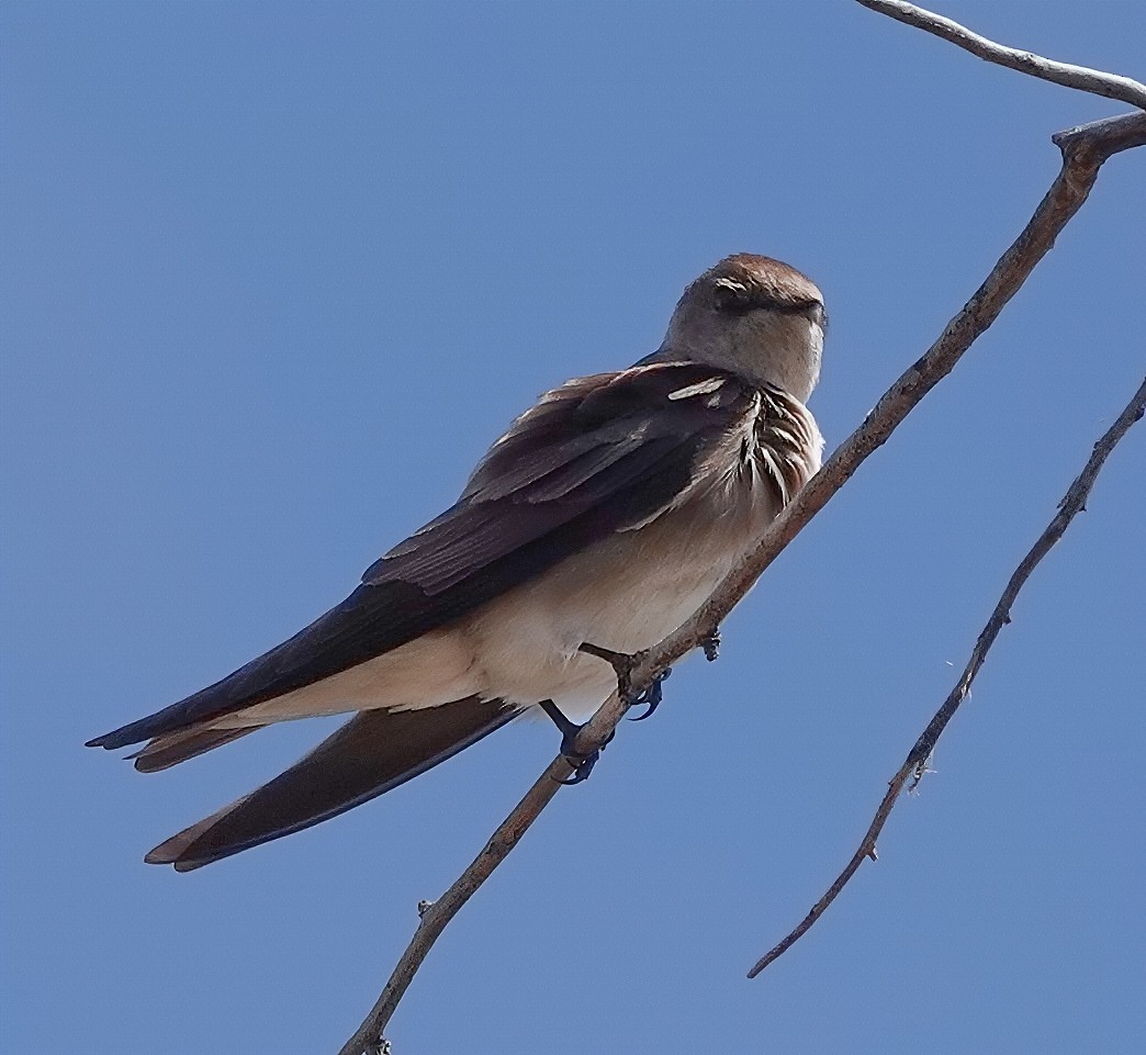 Northern Rough-winged Swallow - ML637335116
