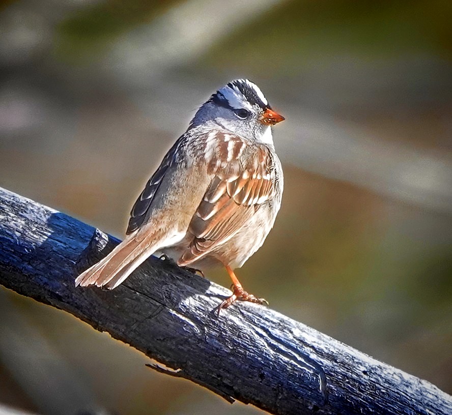 White-crowned Sparrow - ML637335138