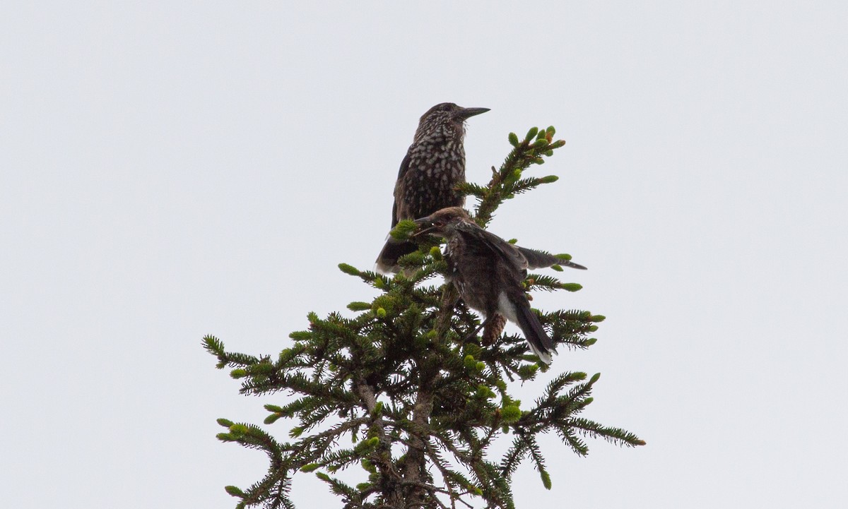 Northern Nutcracker - ML637335143