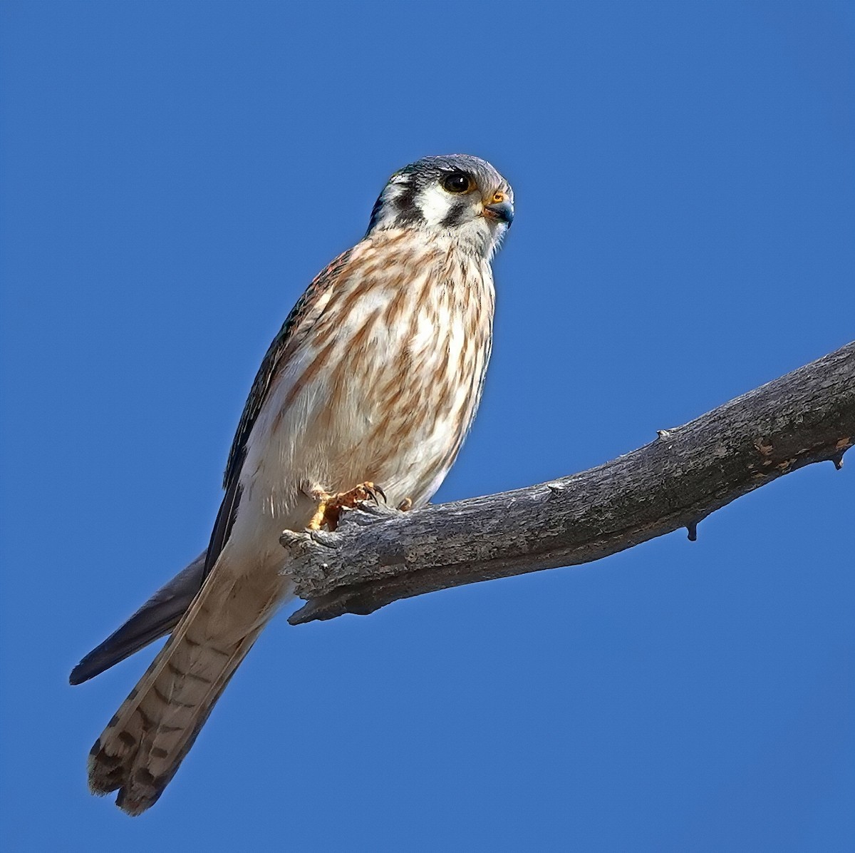 American Kestrel - ML637335151