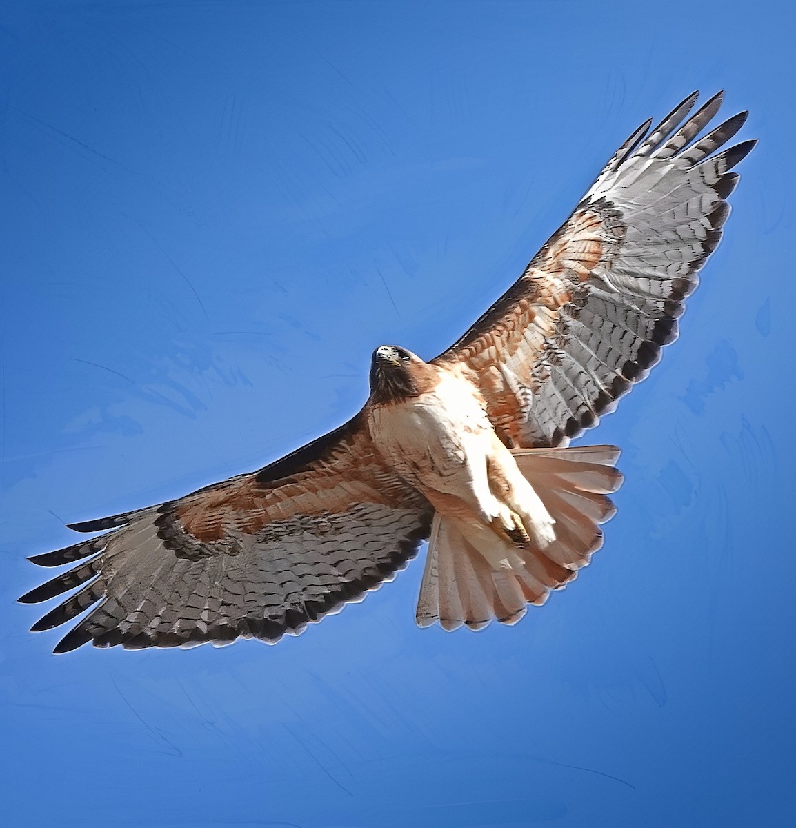 Red-tailed Hawk - ML637335165