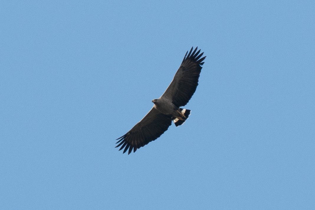 Chaco Eagle - ML637335170