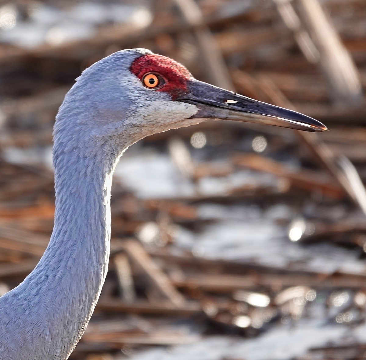 Sandhill Crane - ML637335181