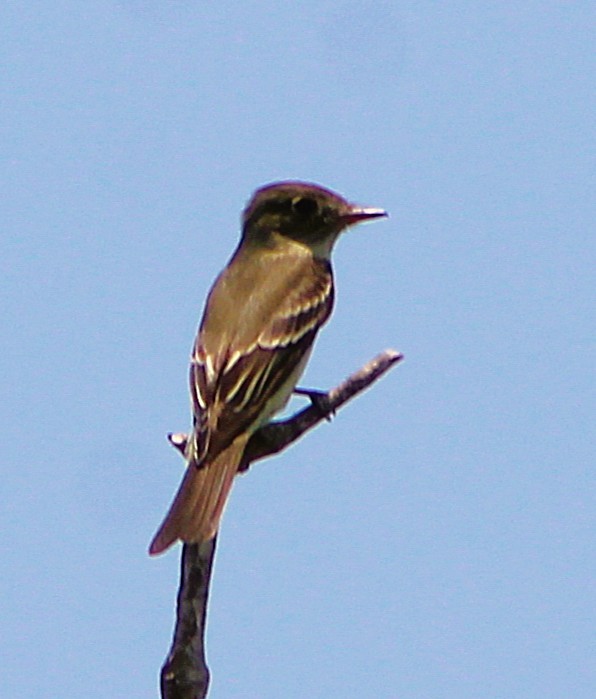 Eastern Wood-Pewee - ML637335199
