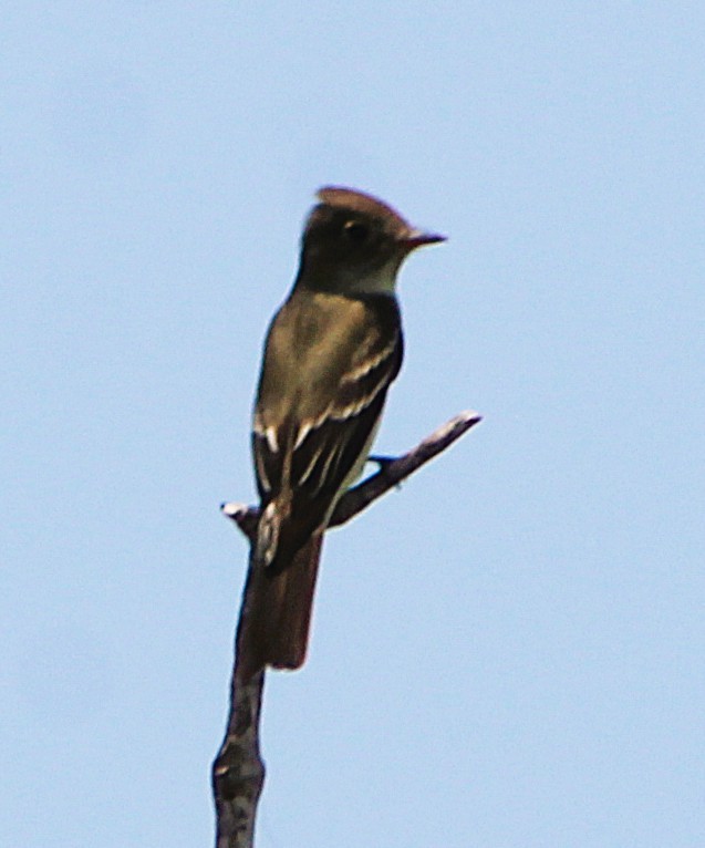 Eastern Wood-Pewee - ML637335200