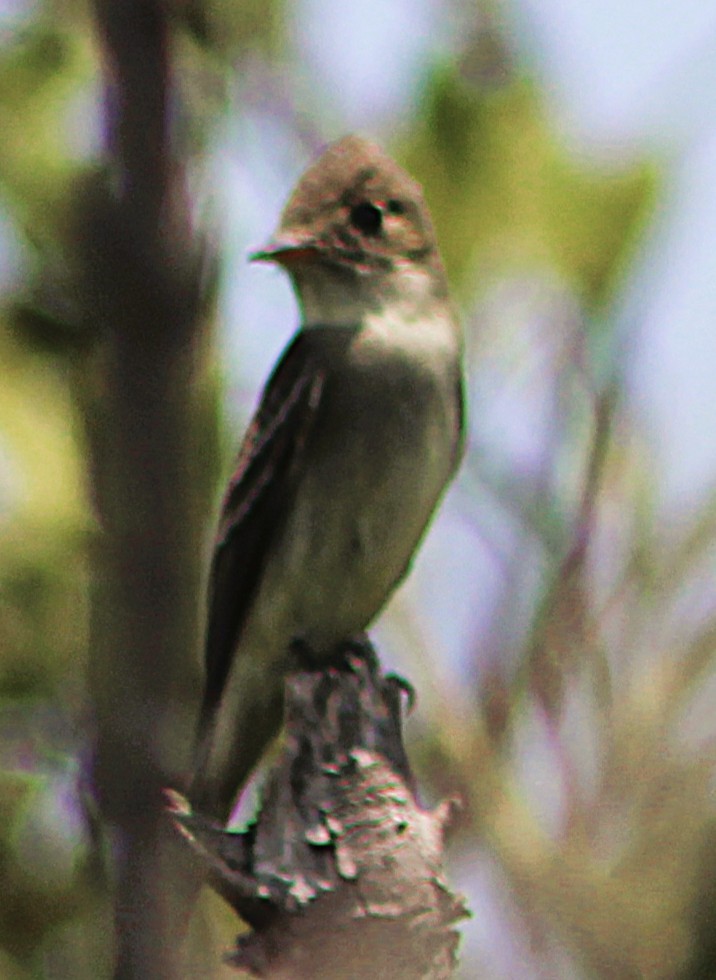Eastern Wood-Pewee - ML637335201
