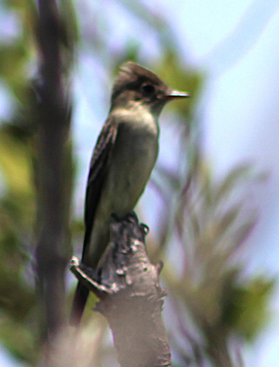 Eastern Wood-Pewee - ML637335202