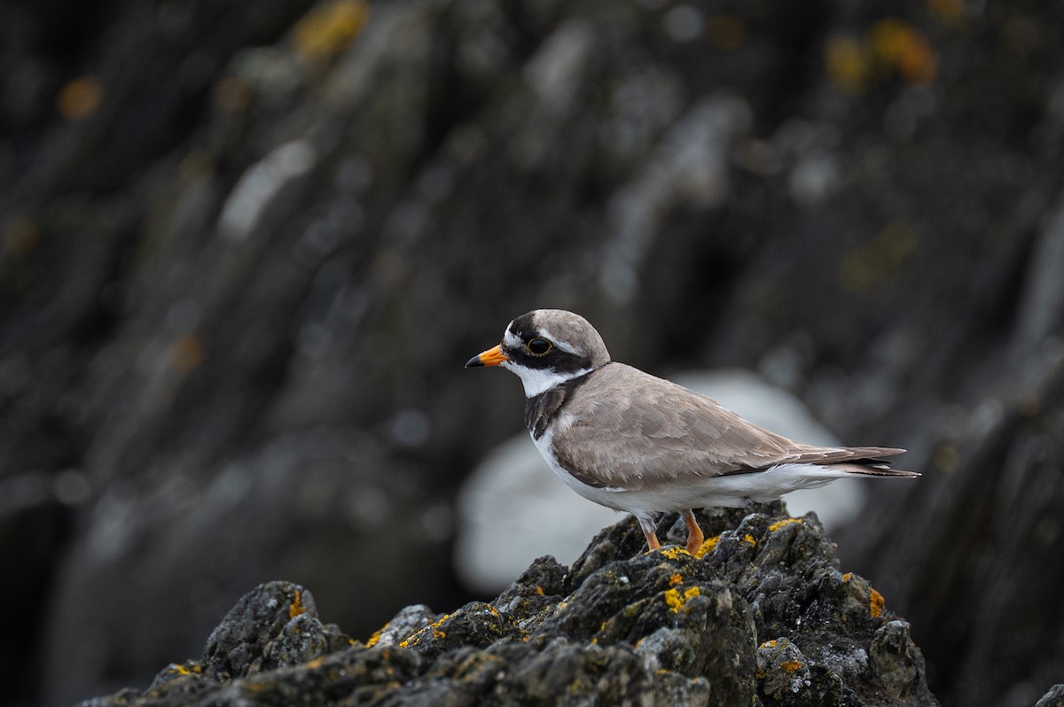 Common Ringed Plover - ML637335264