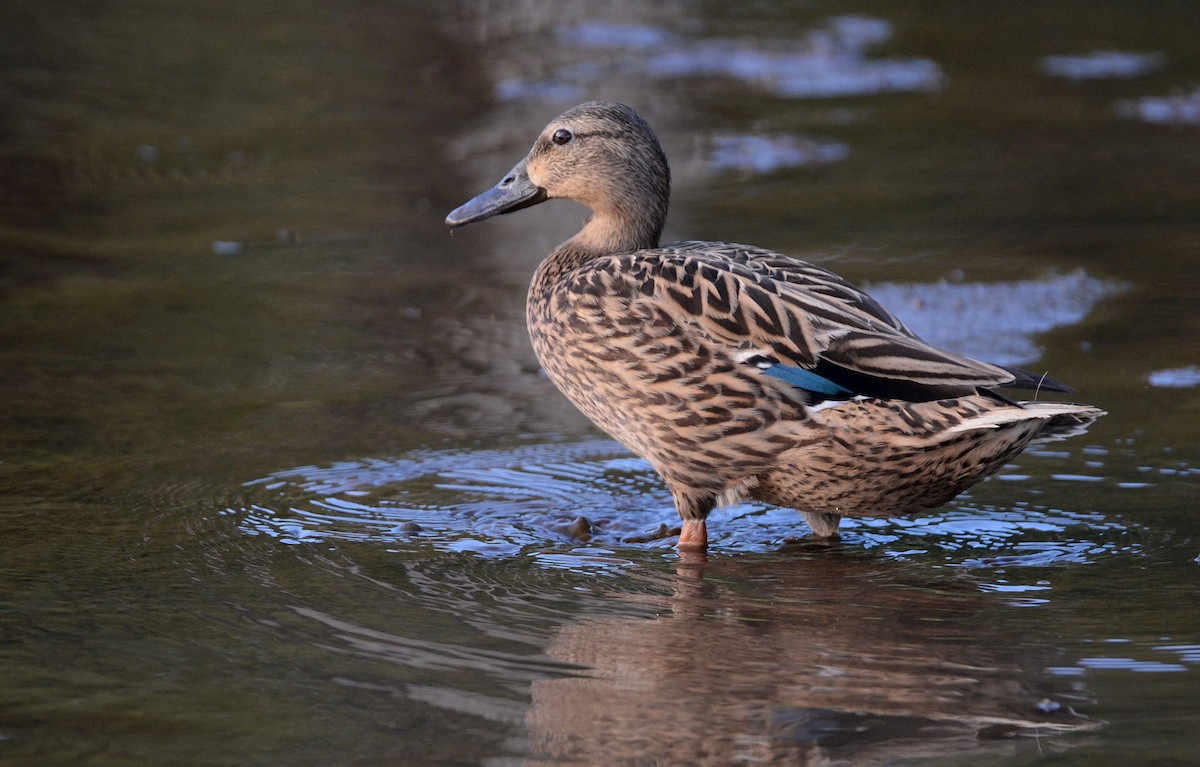 Hawaiian Duck - ML637335273