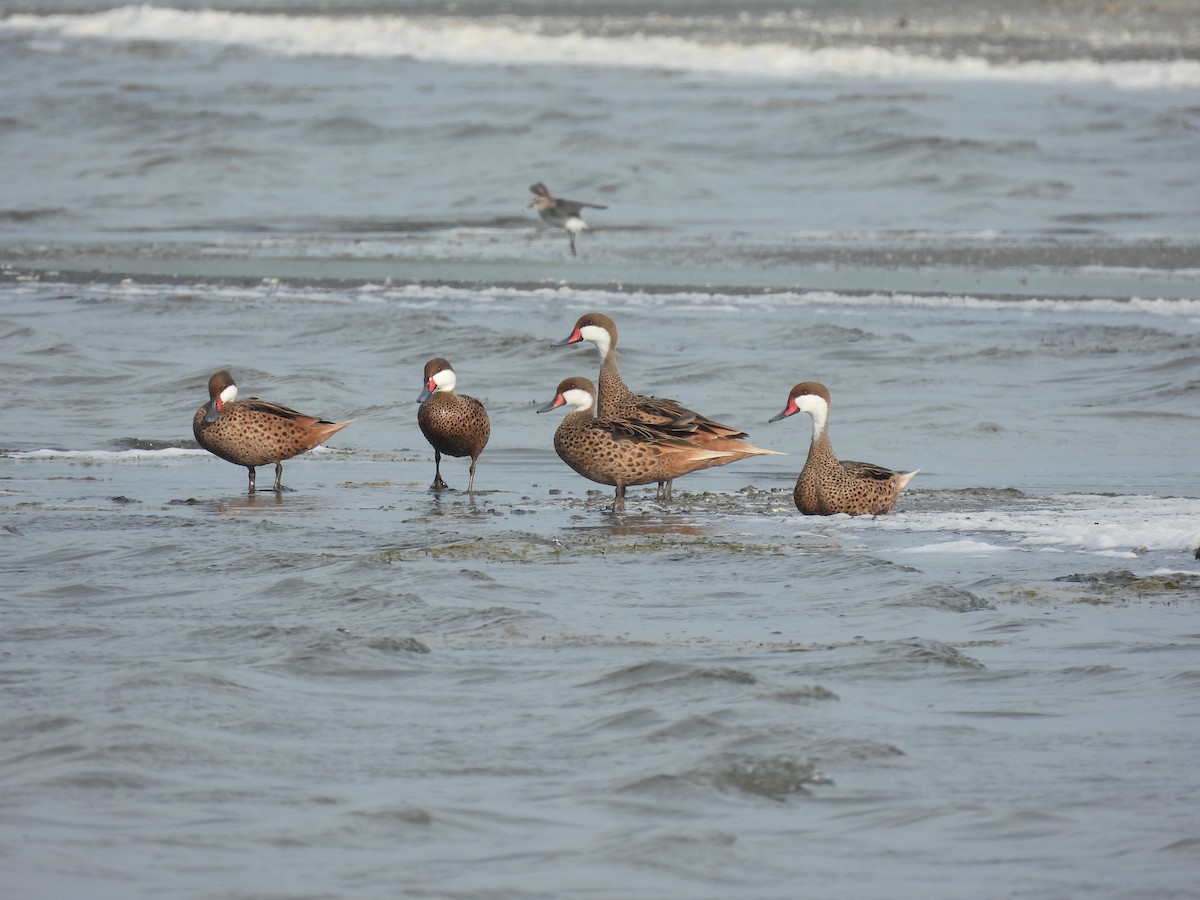 White-cheeked Pintail - ML637335292
