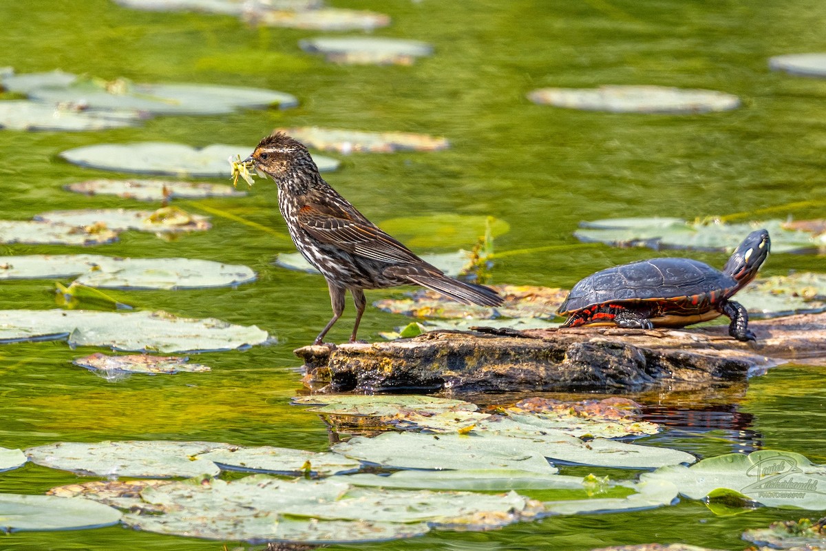 Painted Turtle - ML637335305
