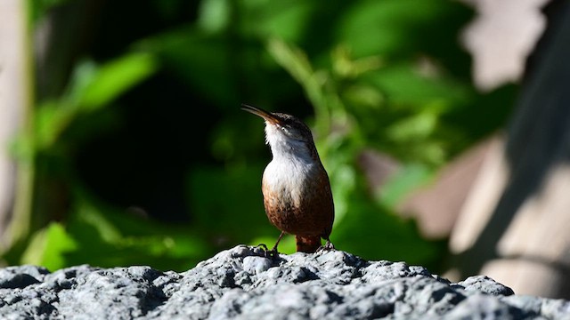 Canyon Wren - ML637335310