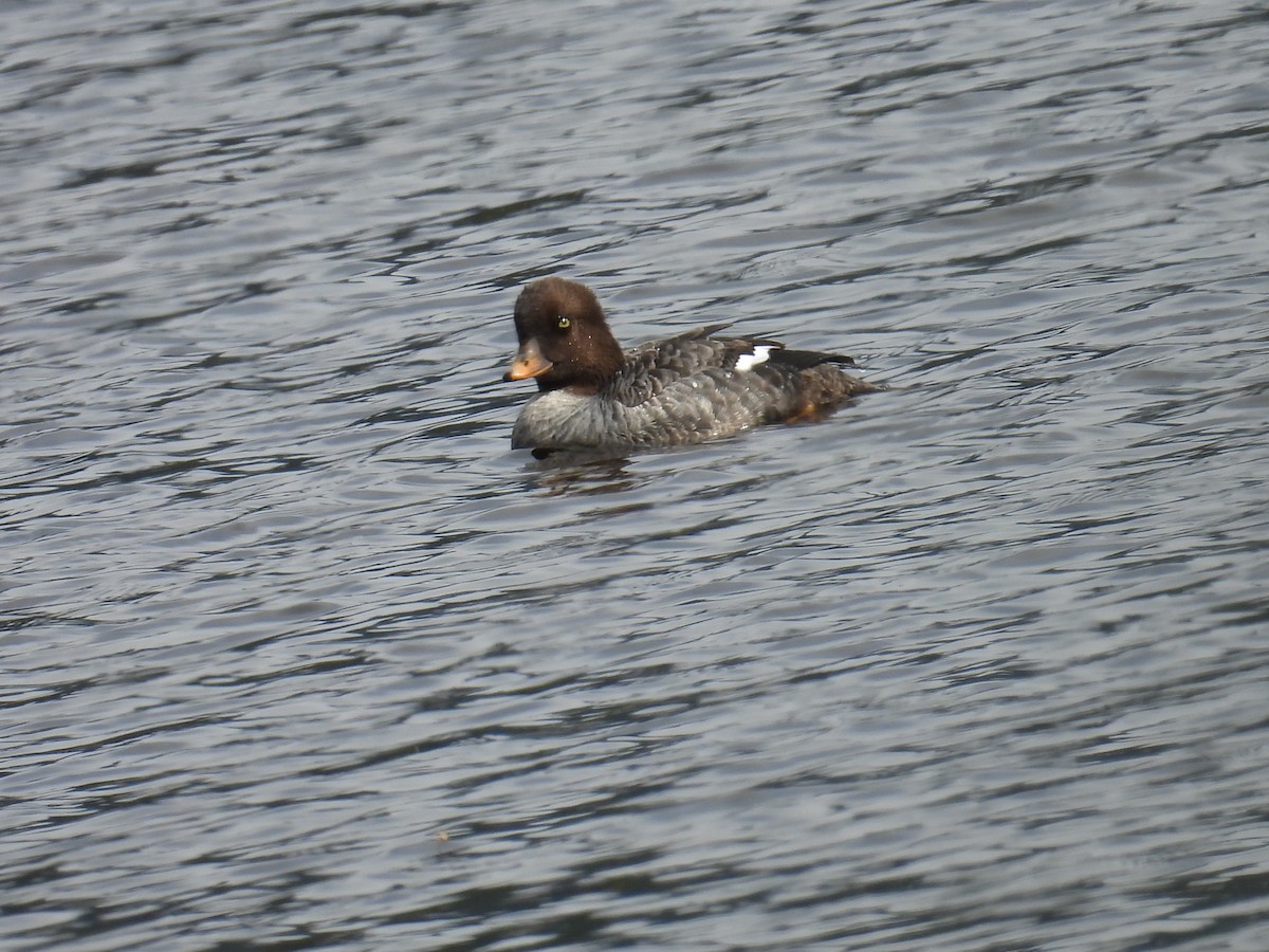 Common/Barrow's Goldeneye - ML637335349