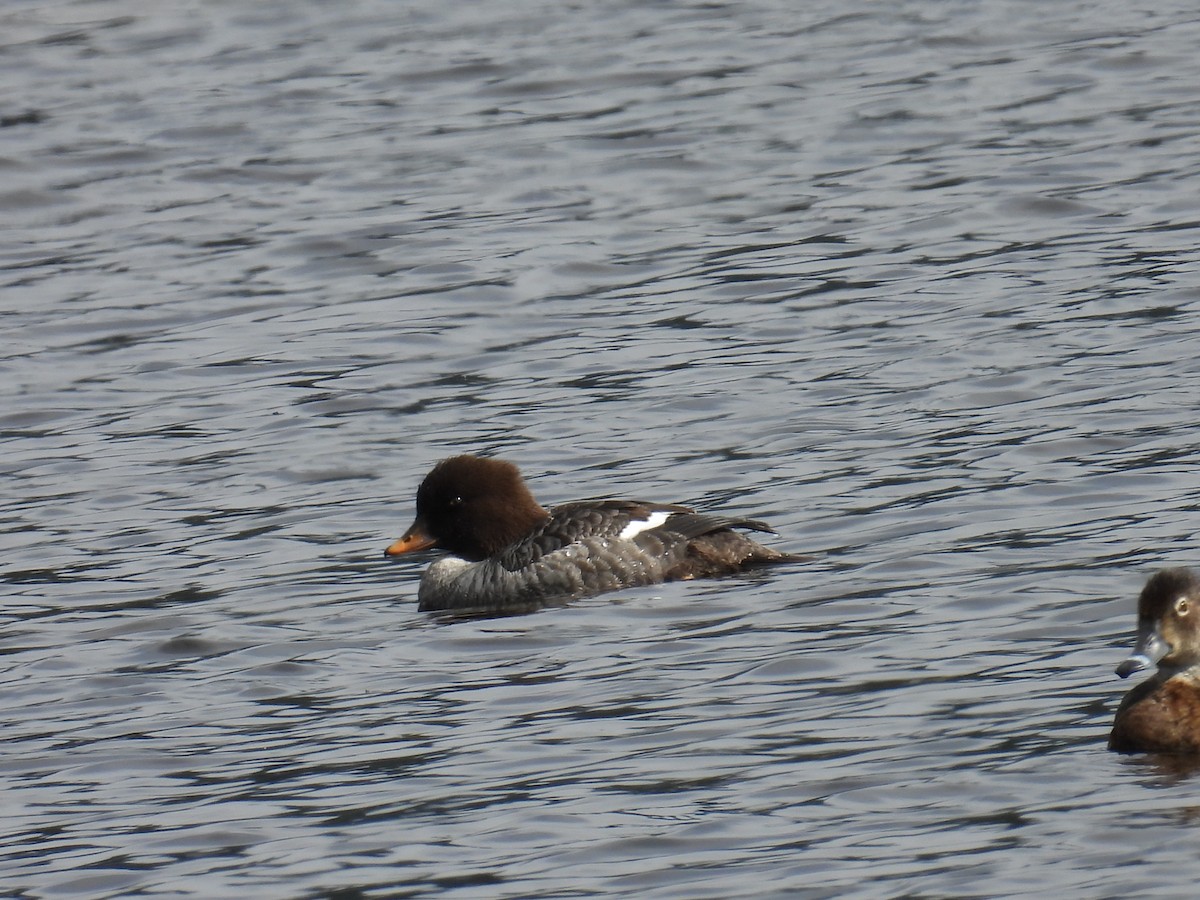 Common/Barrow's Goldeneye - ML637335350
