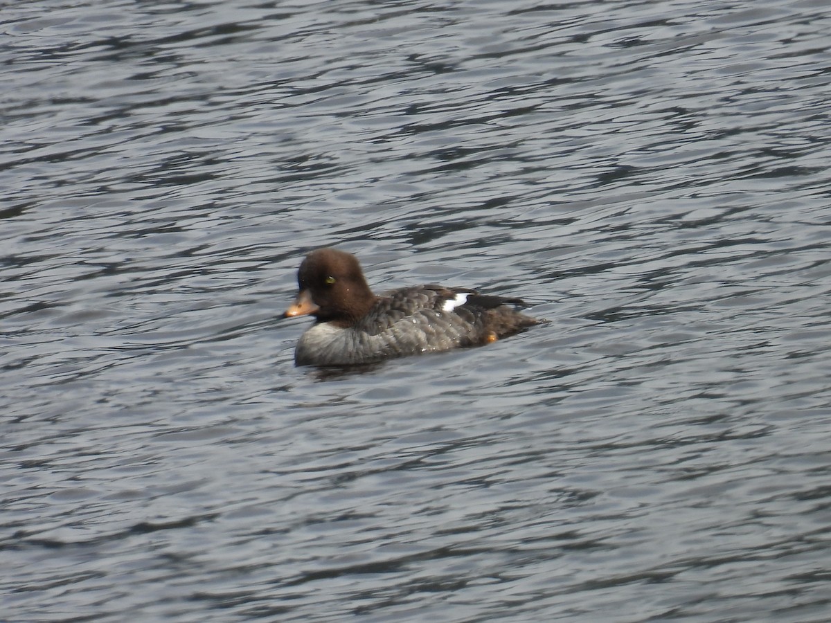 Common/Barrow's Goldeneye - ML637335351