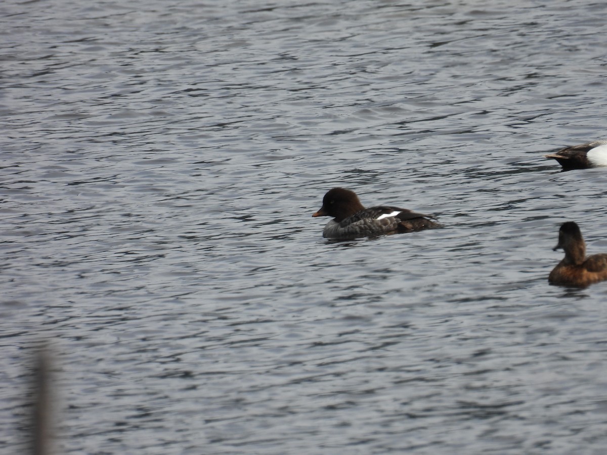 Common/Barrow's Goldeneye - ML637335352