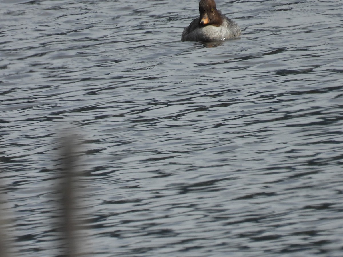 Common/Barrow's Goldeneye - ML637335354