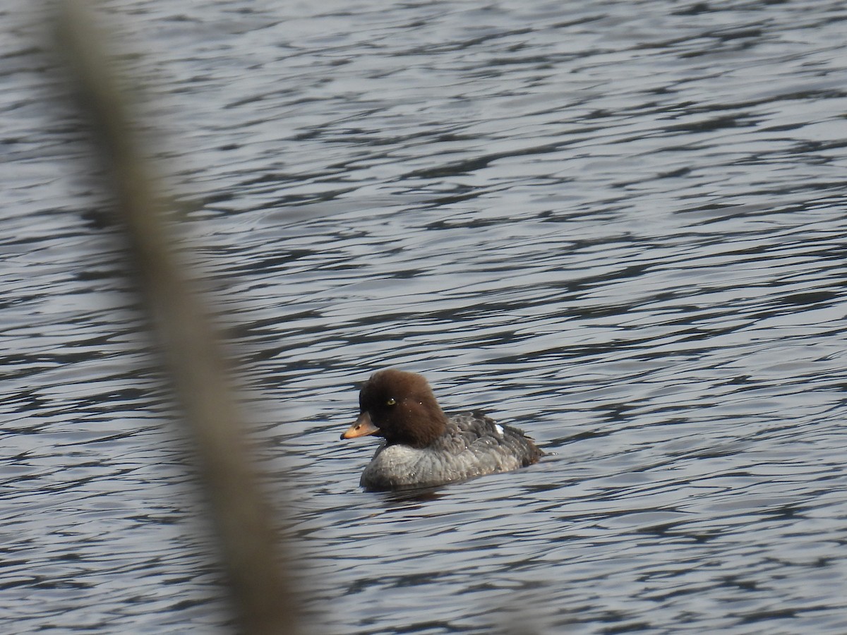Common/Barrow's Goldeneye - ML637335355