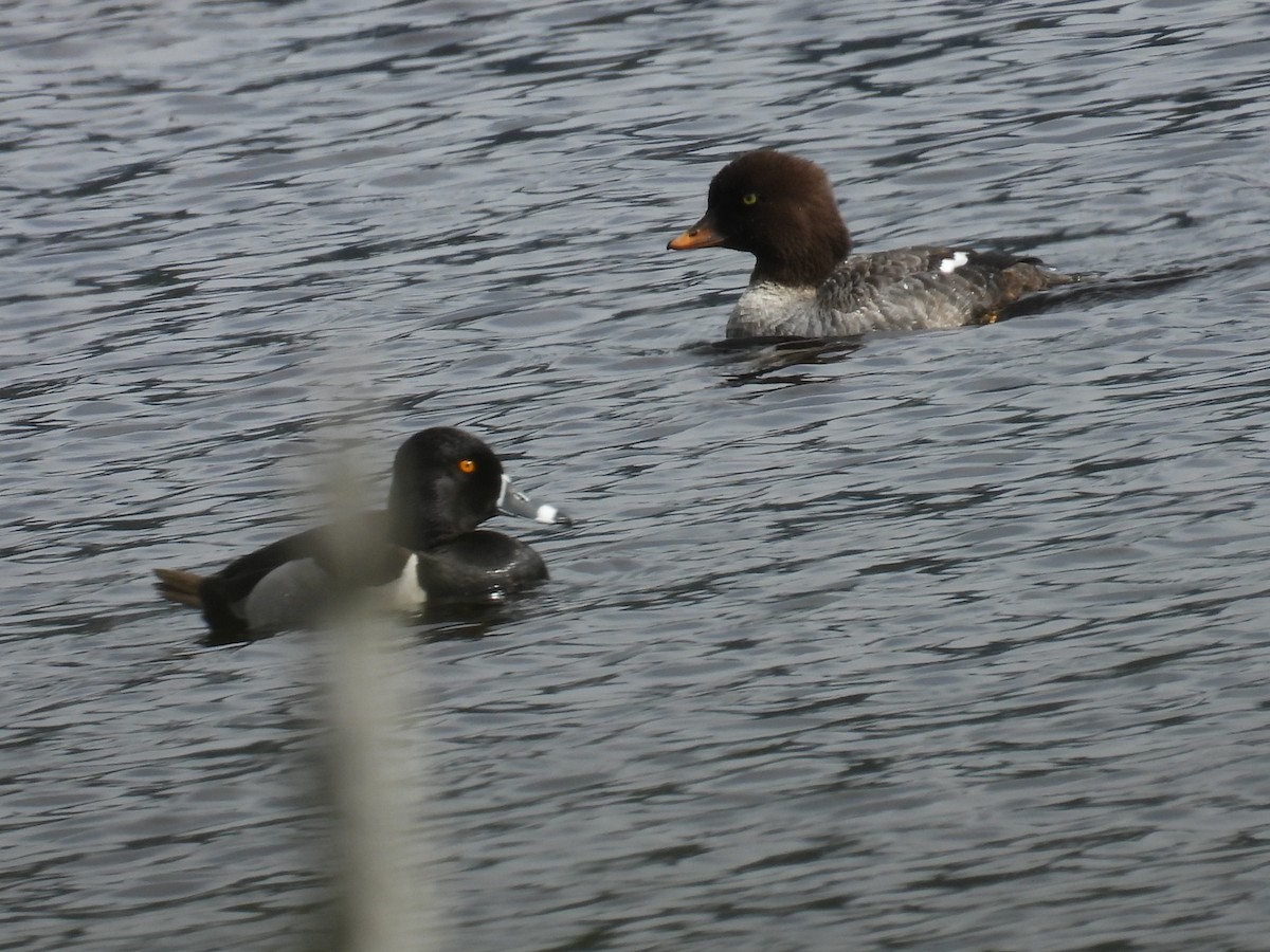 Common/Barrow's Goldeneye - ML637335356
