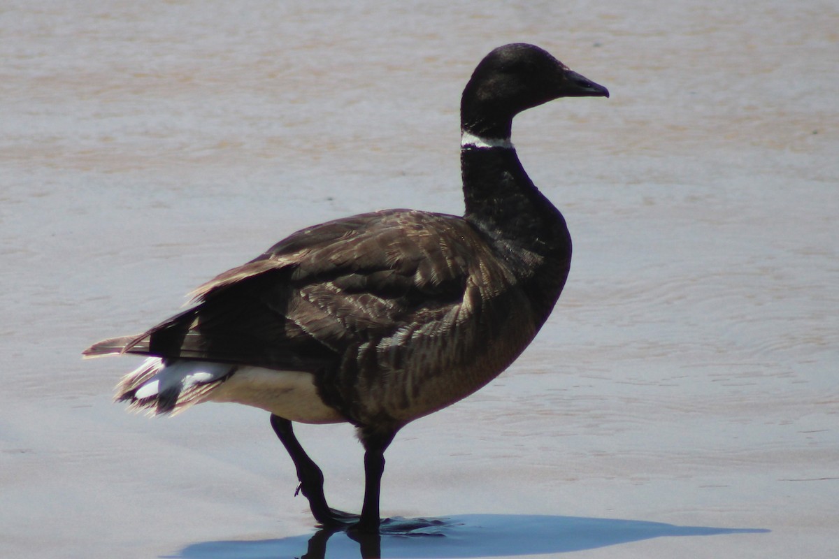 Oca colombaccio - ML637335357