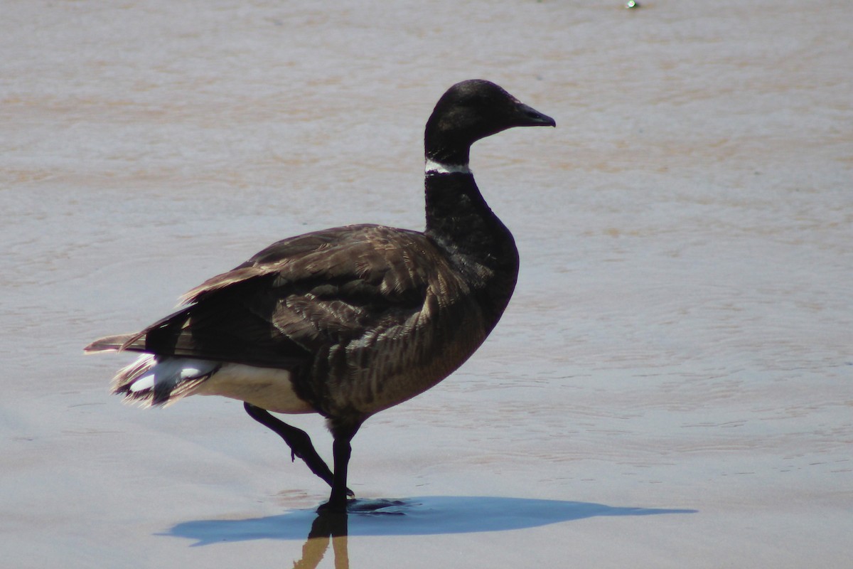 Oca colombaccio - ML637335358