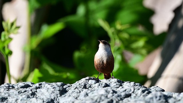 Canyon Wren - ML637335364