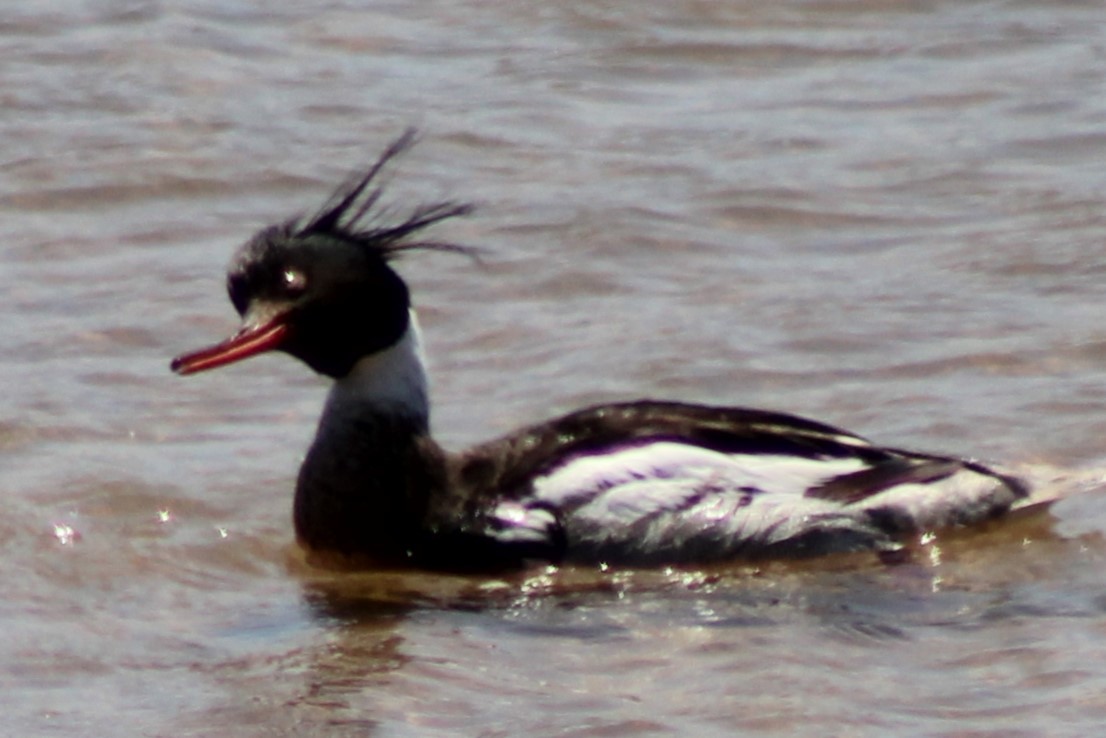 Smergo minore - ML637335370