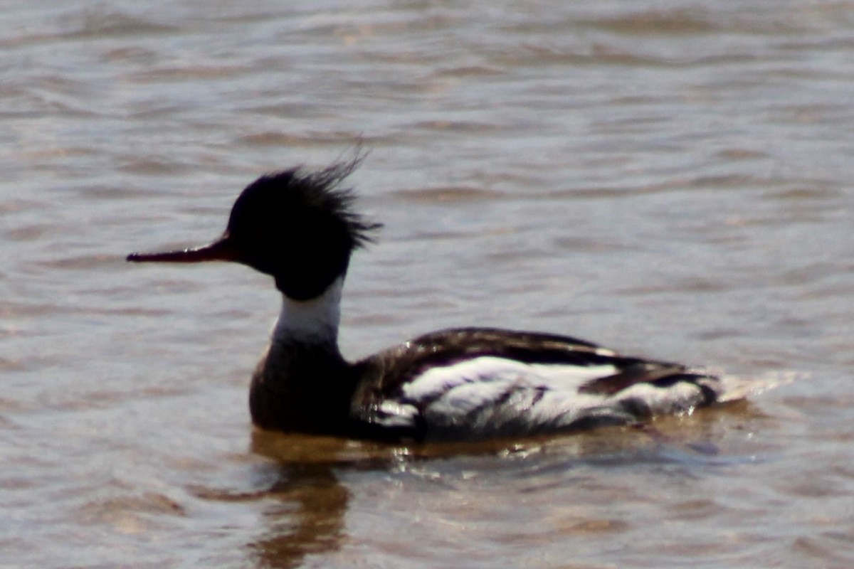 Smergo minore - ML637335371