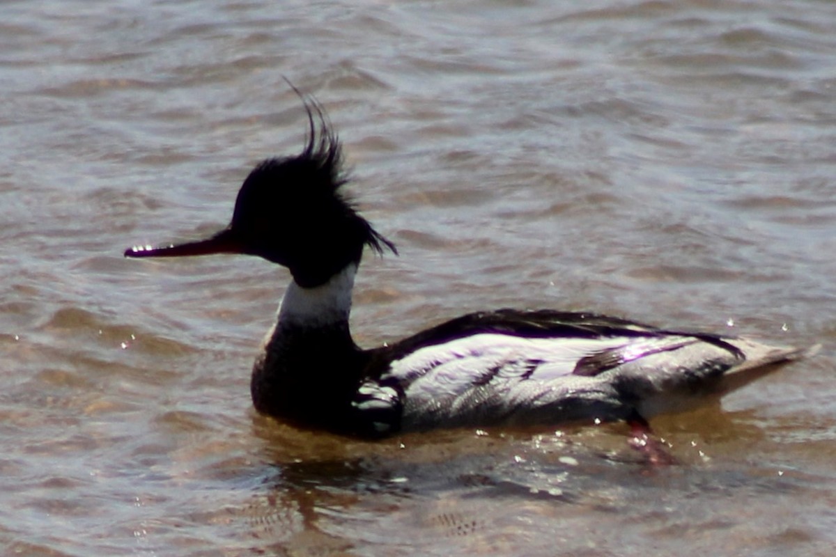 Smergo minore - ML637335372