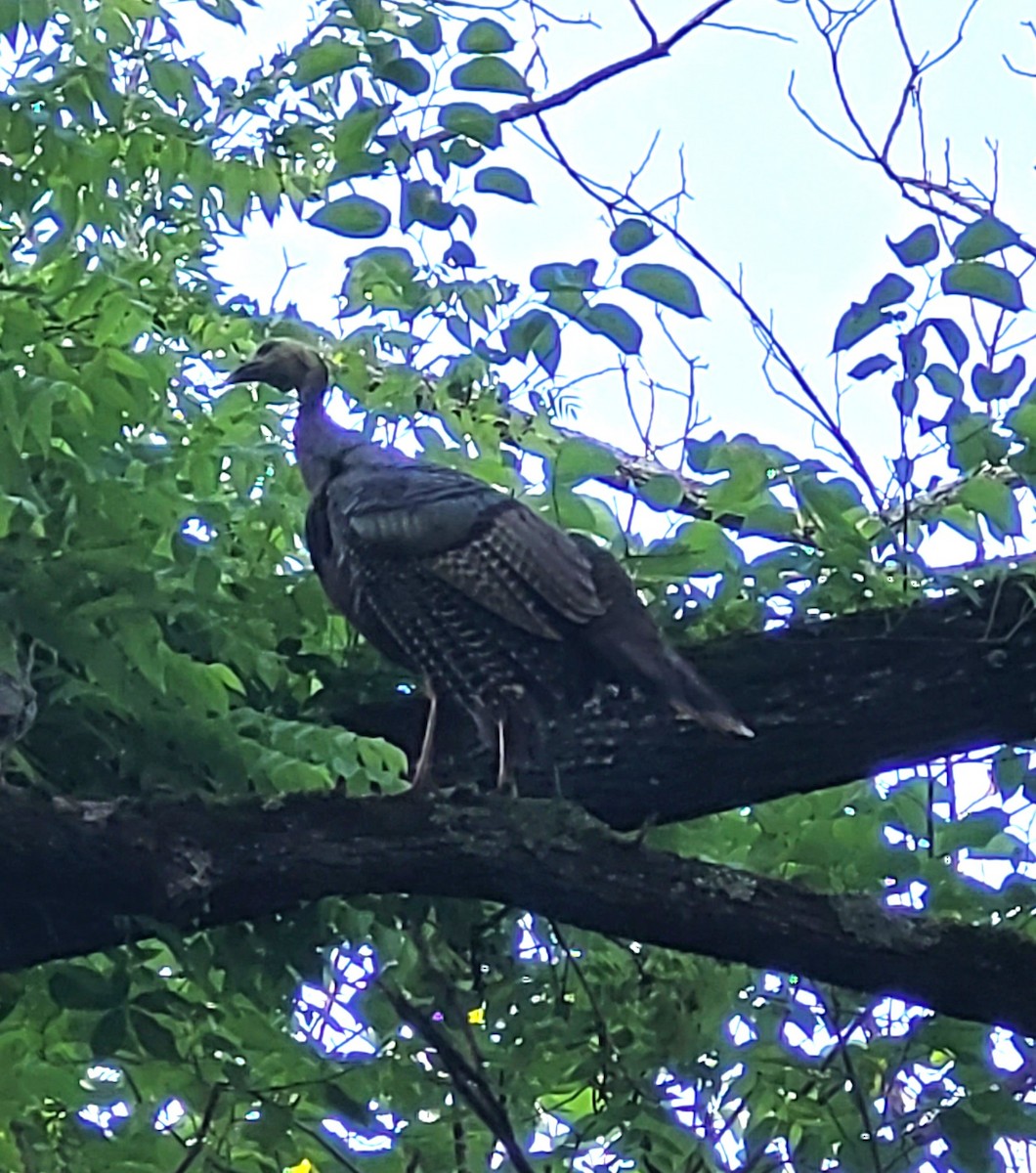 Wild Turkey - ML637335411