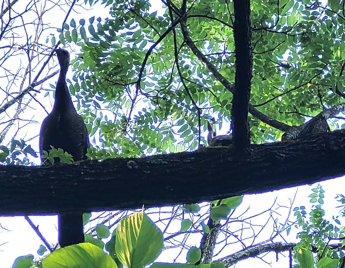 Wild Turkey - ML637335412