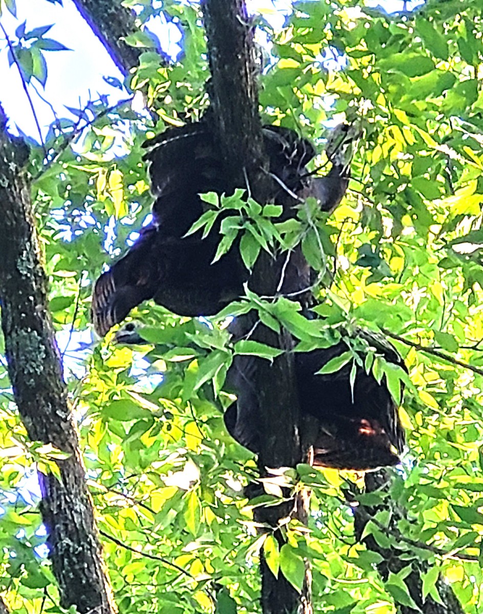 Wild Turkey - ML637335413