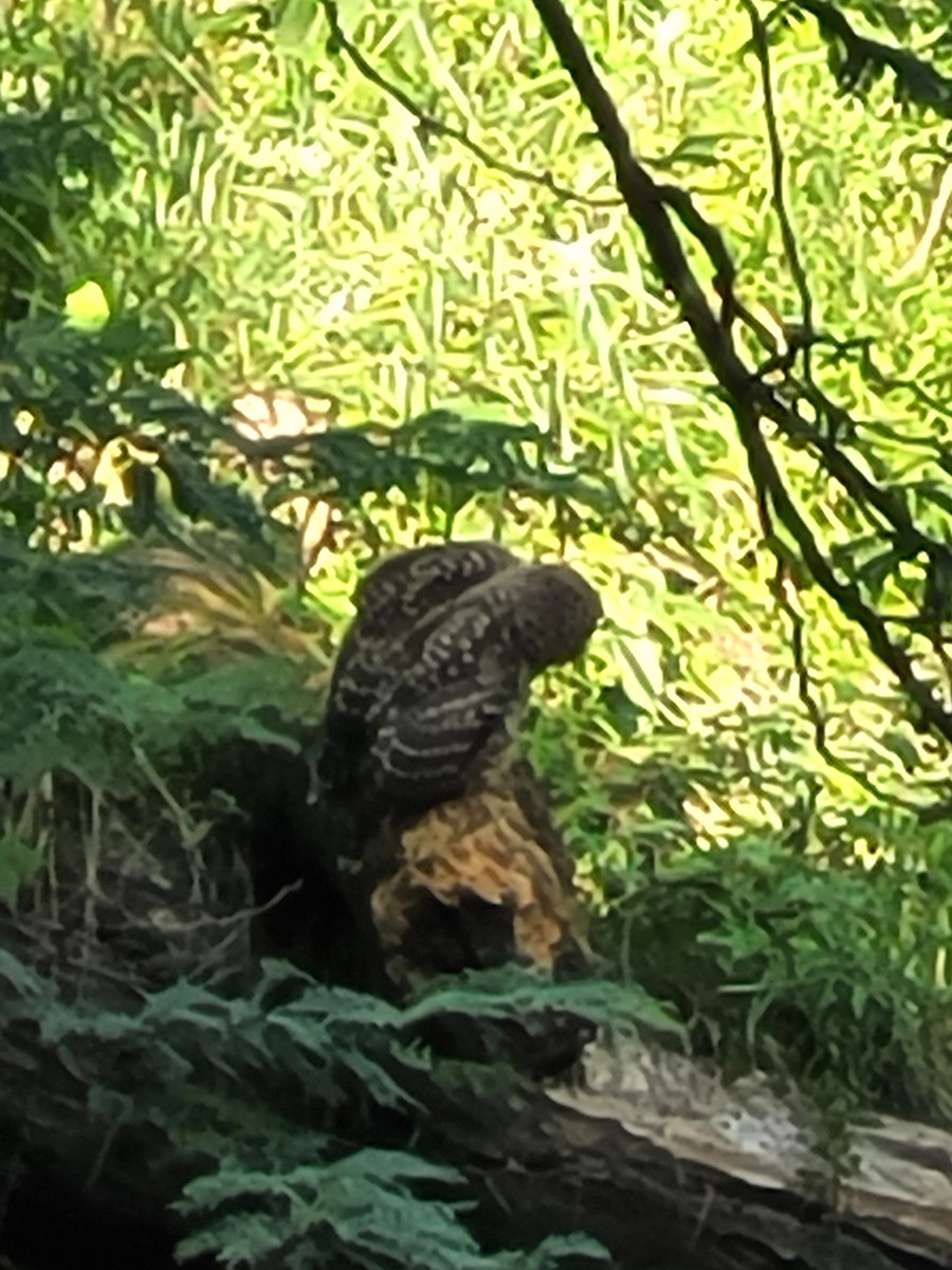 Barred Owl - ML637335426
