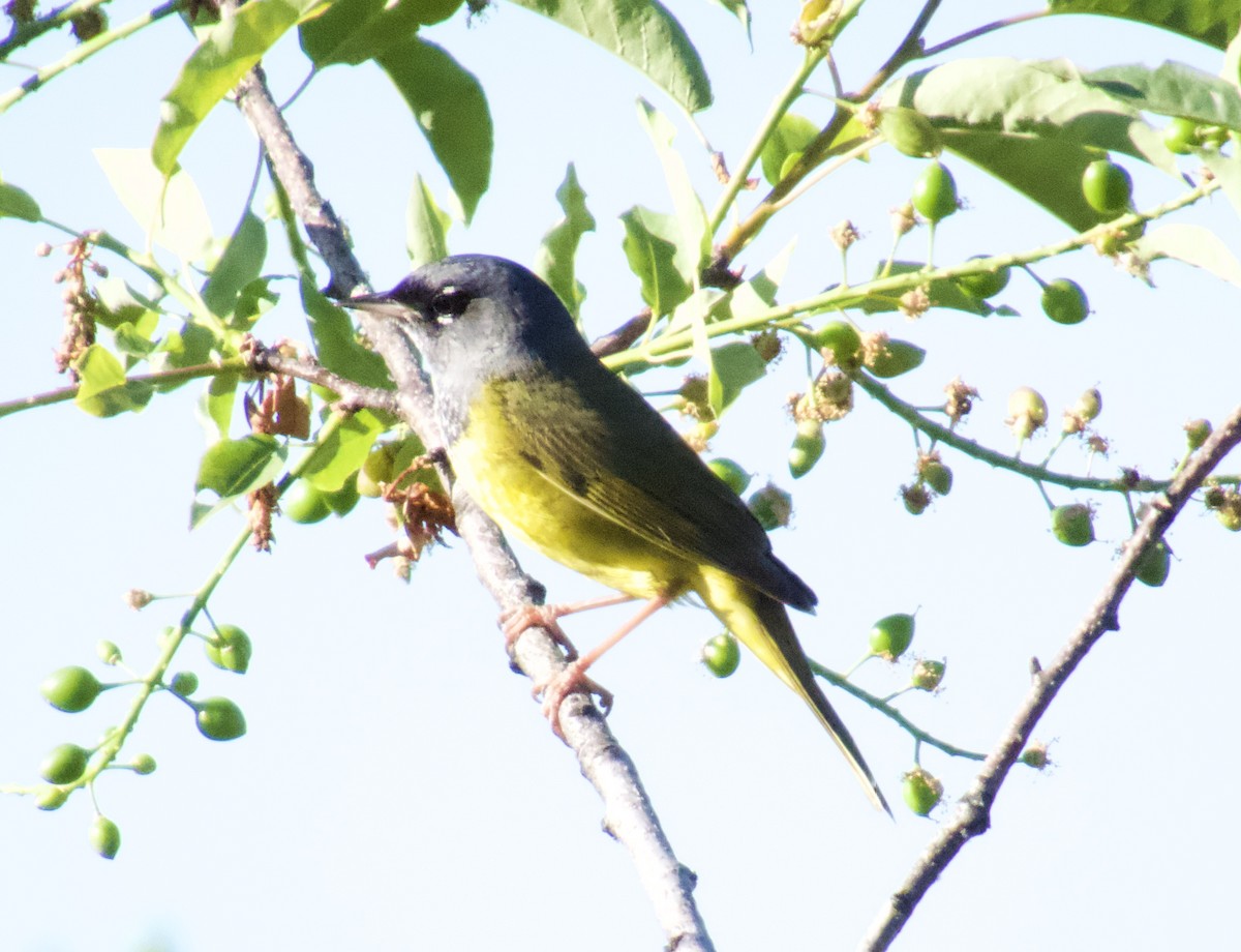 MacGillivray's Warbler - ML637335447