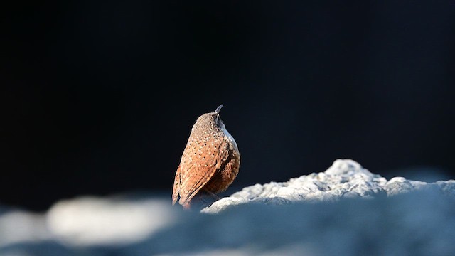 Canyon Wren - ML637335455