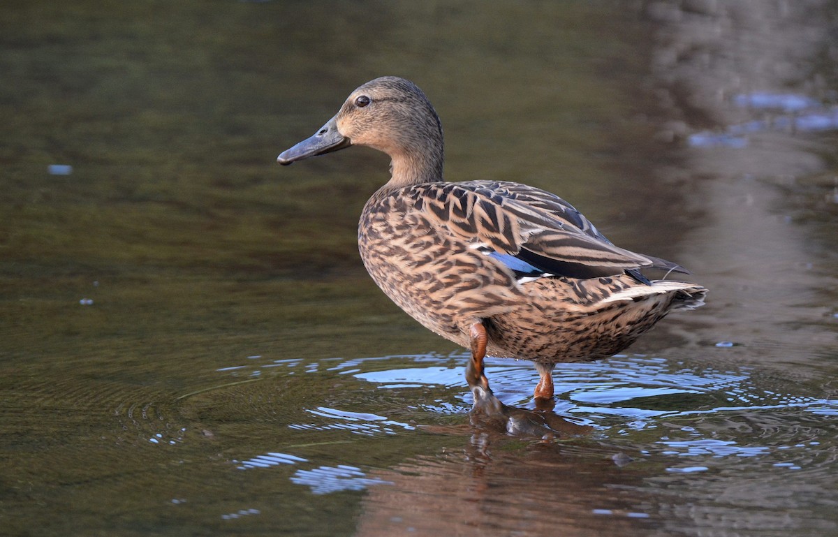 Hawaiian Duck - ML637335518