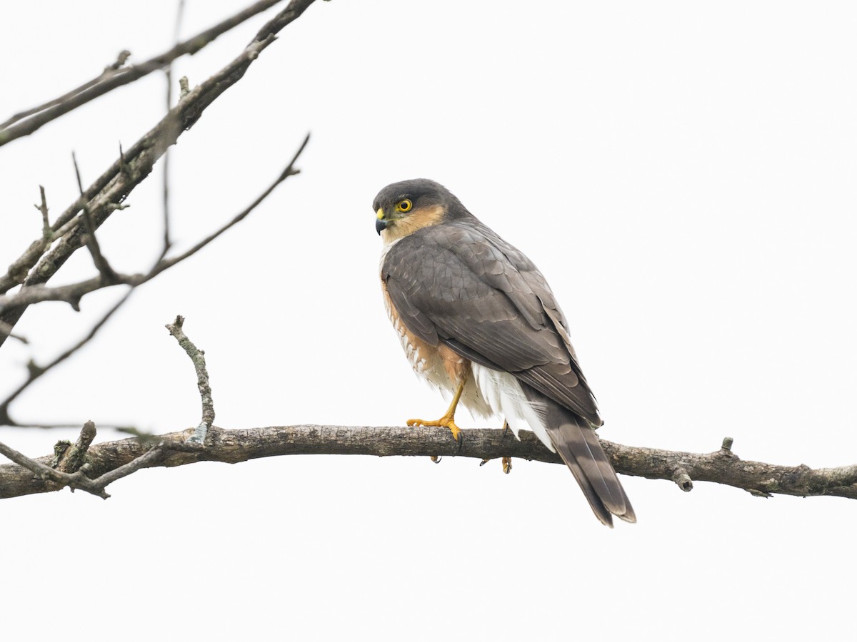 Épervier brun - ML637335534