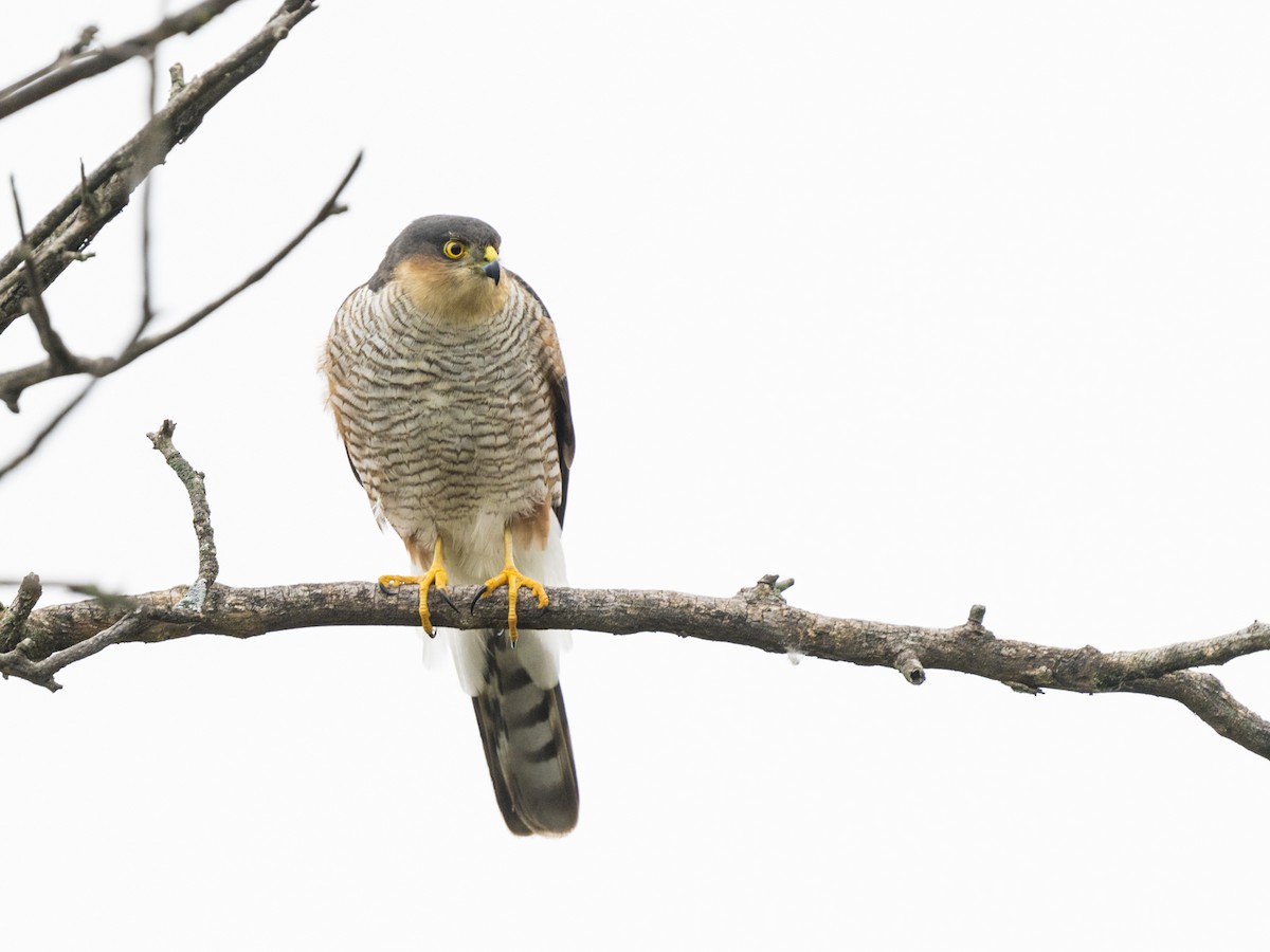 Épervier brun - ML637335535