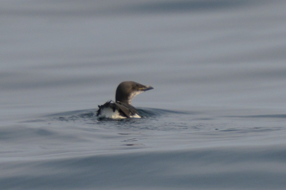 polarlomvi - ML637335556