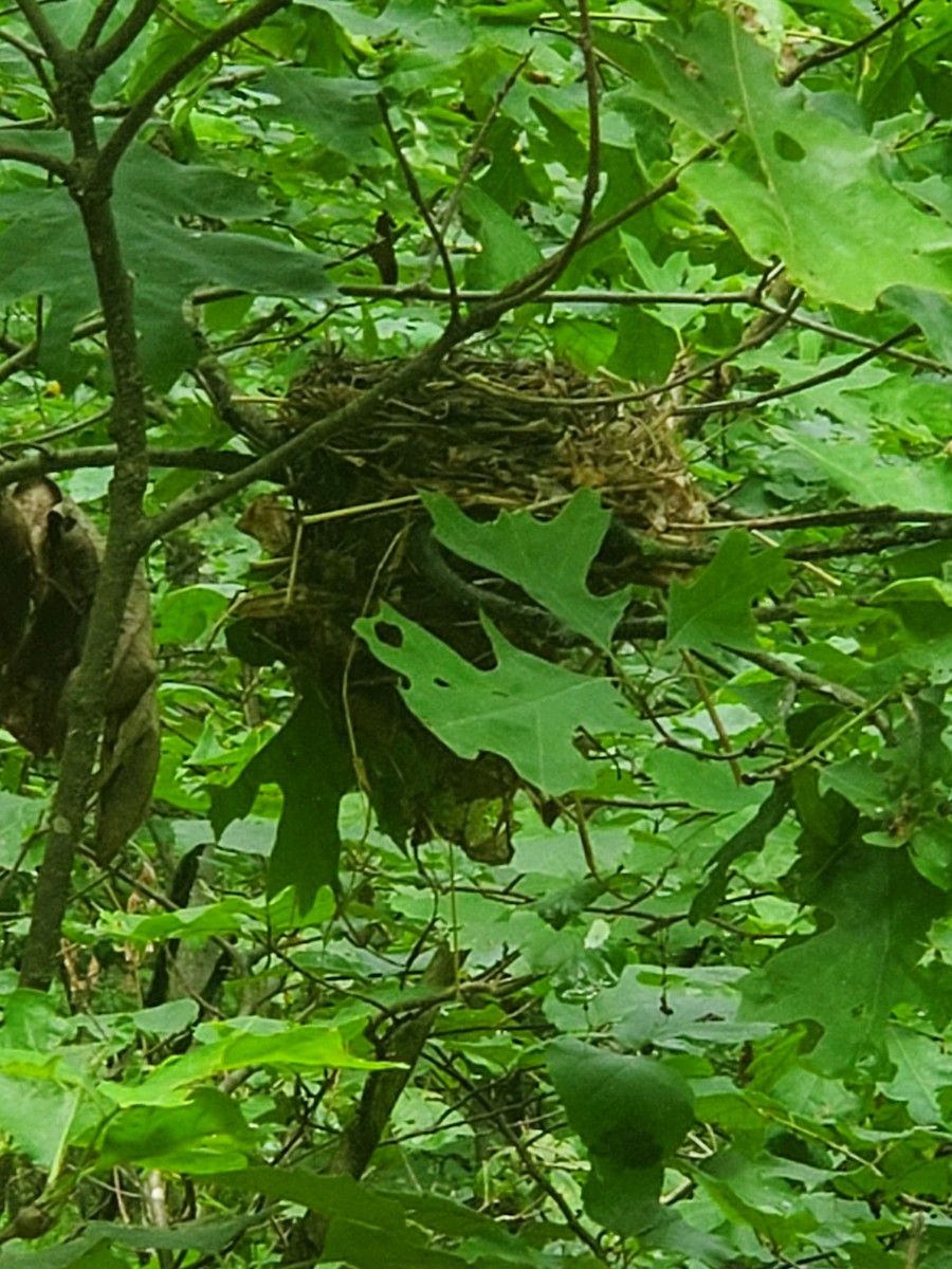 Wood Thrush - ML637335594