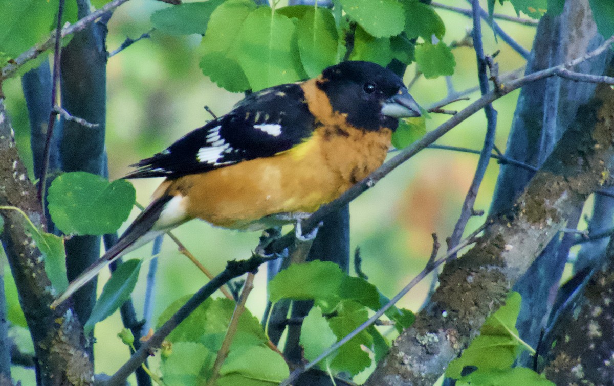Black-headed Grosbeak - ML637335685