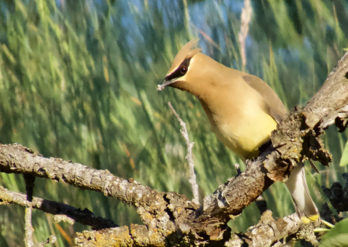Cedar Waxwing - ML637335770