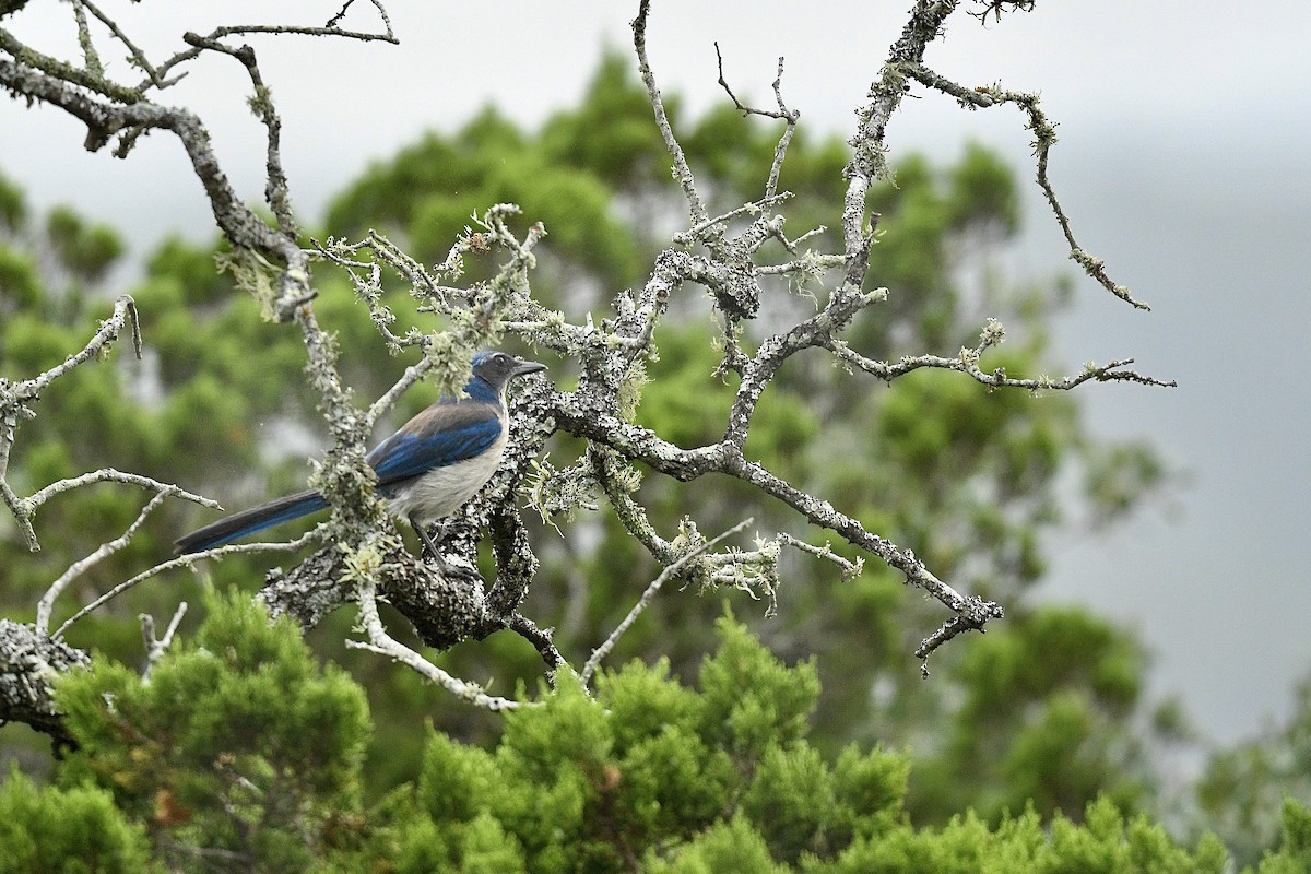 Woodhouse's Scrub-Jay (Woodhouse's) - ML637335772