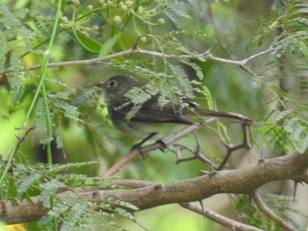 Small-billed Elaenia - ML637335861
